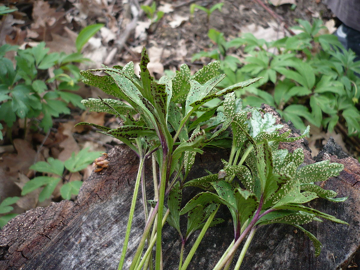 Представитель Семейства Uropyxidaceae